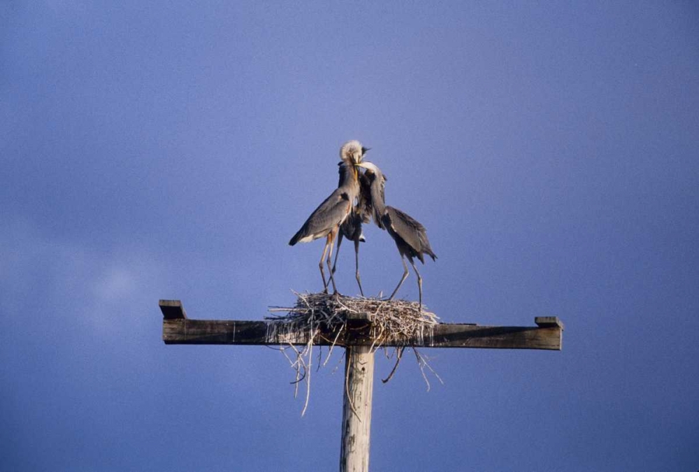 FL, Great blue herons on nest atop a structure art print by Joanne Williams for $57.95 CAD