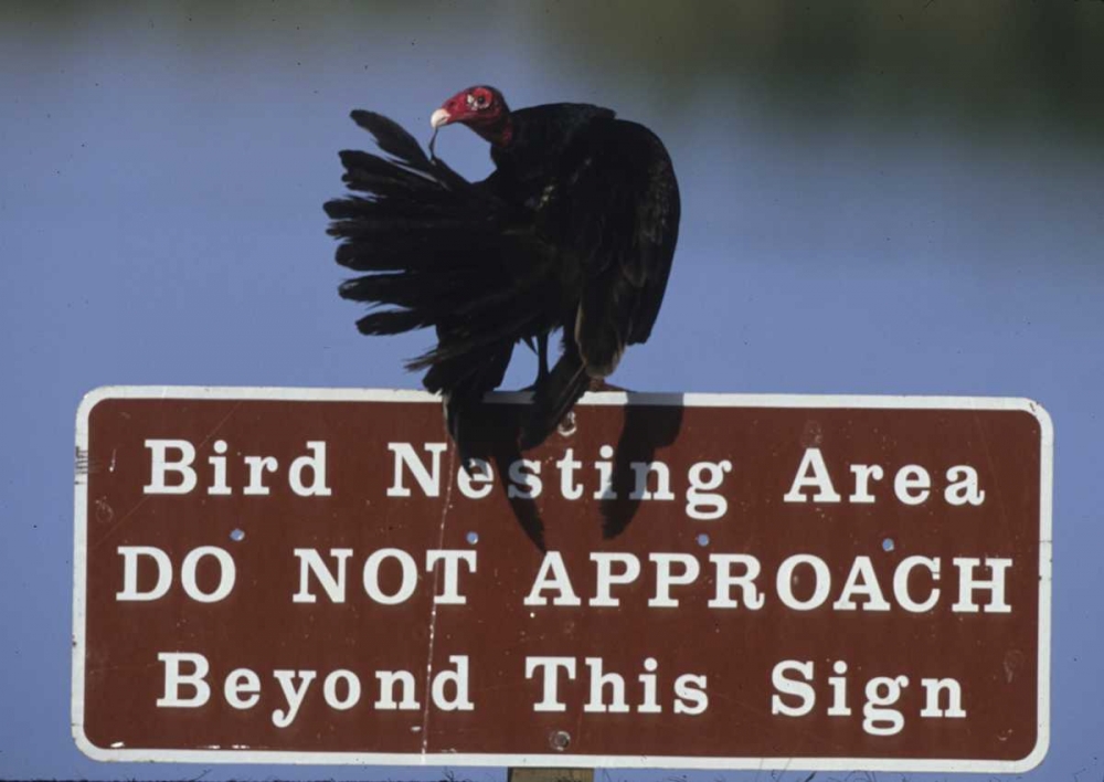 FL, Turkey vulture preens its feathers art print by Joanne Williams for $57.95 CAD