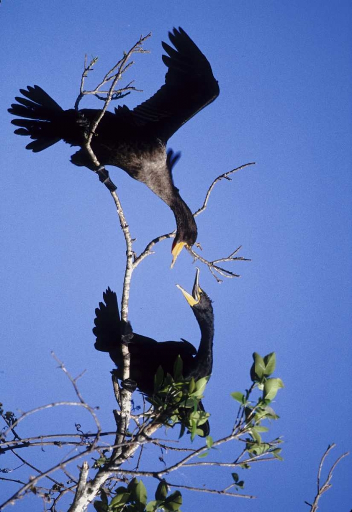 FL, Double-crested cormorants interact in tree art print by Joanne Williams for $57.95 CAD