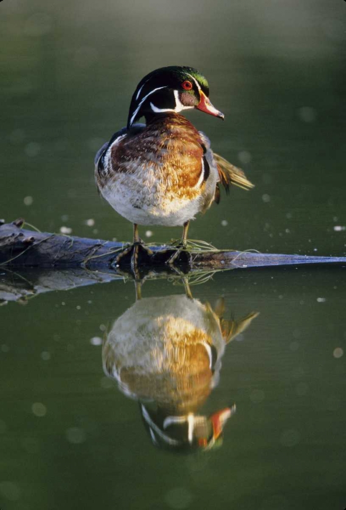Florida Wood duck stands on sunken log in water art print by Joanne Williams for $57.95 CAD