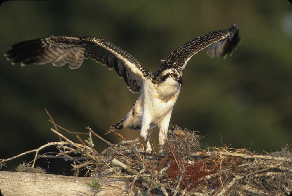 FL, Blue Cypress Lake Osprey takes flight art print by Joanne Williams for $57.95 CAD