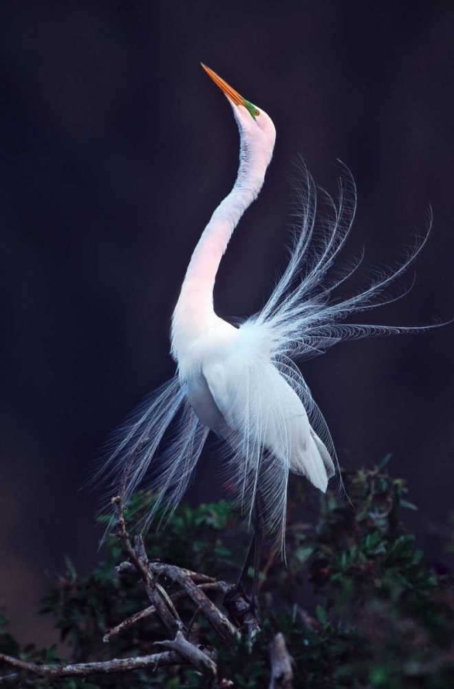 FL, Venice Great white egret courtship art print by David Kelley for $57.95 CAD