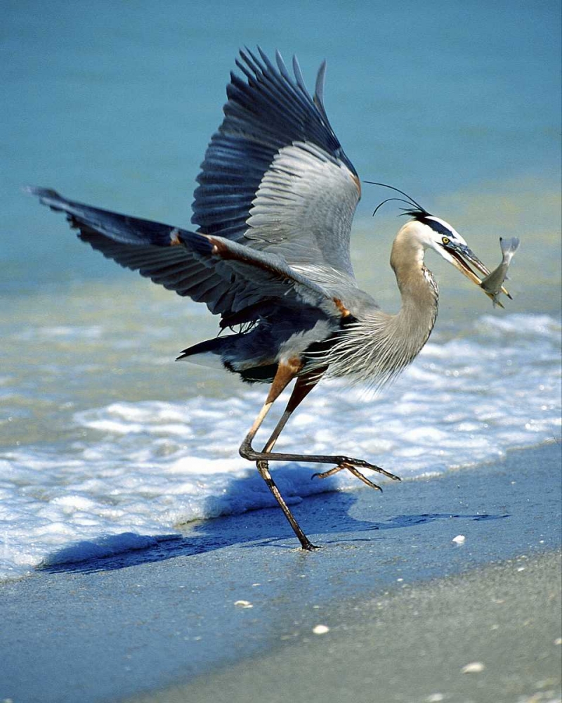 FL, Captiva Island Great blue heron hunting art print by David Kelley for $57.95 CAD