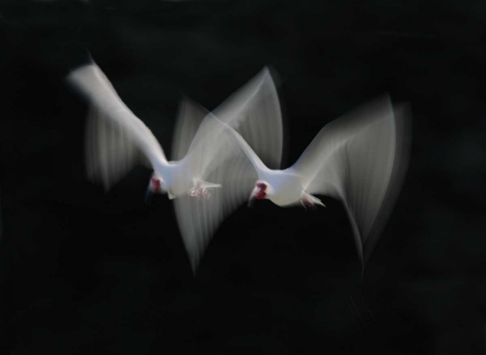 FL, Alafia Bank White ibis pair in flight art print by Arthur Morris for $57.95 CAD