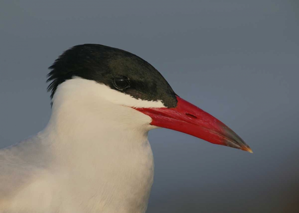FL, St Petersburg, Caspian terns head art print by Arthur Morris for $57.95 CAD