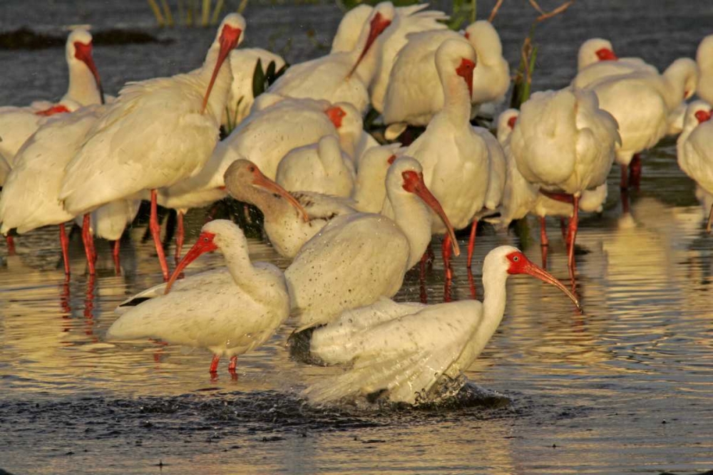 FL, Palm Beach Co, White ibis flock bathing art print by Cathy and Gordon Illg for $57.95 CAD