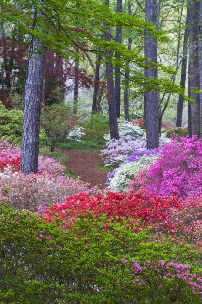 USA, Georgia Azalea in full bloom along a path art print by Nancy Rotenberg for $57.95 CAD