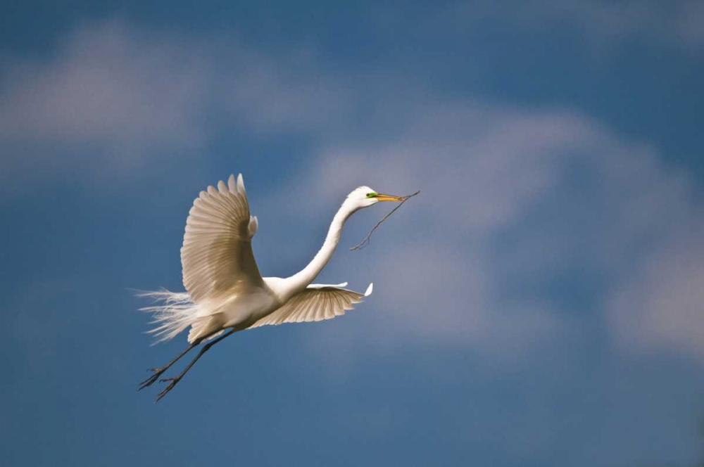 FL, St Augustine Great egret in flight art print by Nancy Rotenberg for $57.95 CAD