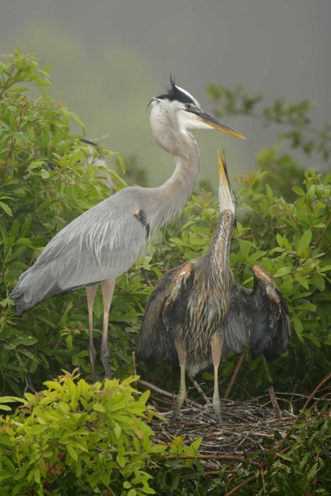 FL, South Venice Great blue heron feeding young art print by Arthur Morris for $57.95 CAD