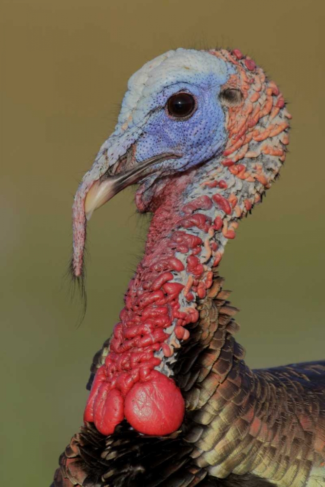 FL, Indian Lake Estates Wild male turkey head art print by Arthur Morris for $57.95 CAD
