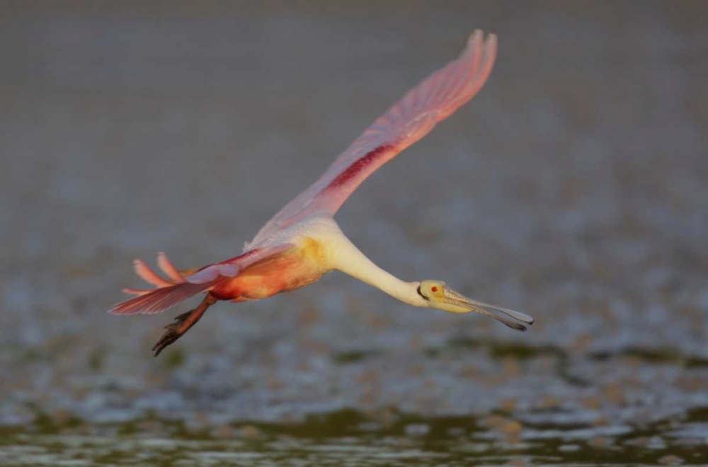 FL, Tampa Bay, Alafaya Banks Roseate spoonbill art print by Arthur Morris for $57.95 CAD