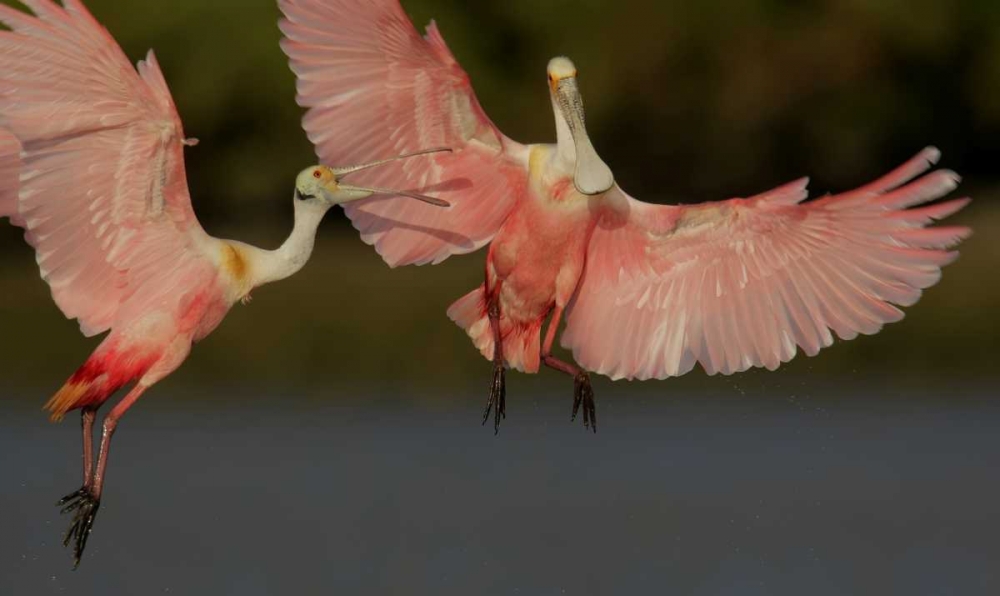 FL, Tampa Bay Two roseate spoonbills squabbling art print by Arthur Morris for $57.95 CAD