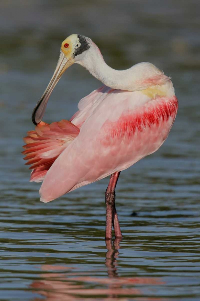 FL, Tampa Bay, Alafaya Banks Roseate spoonbill art print by Arthur Morris for $57.95 CAD