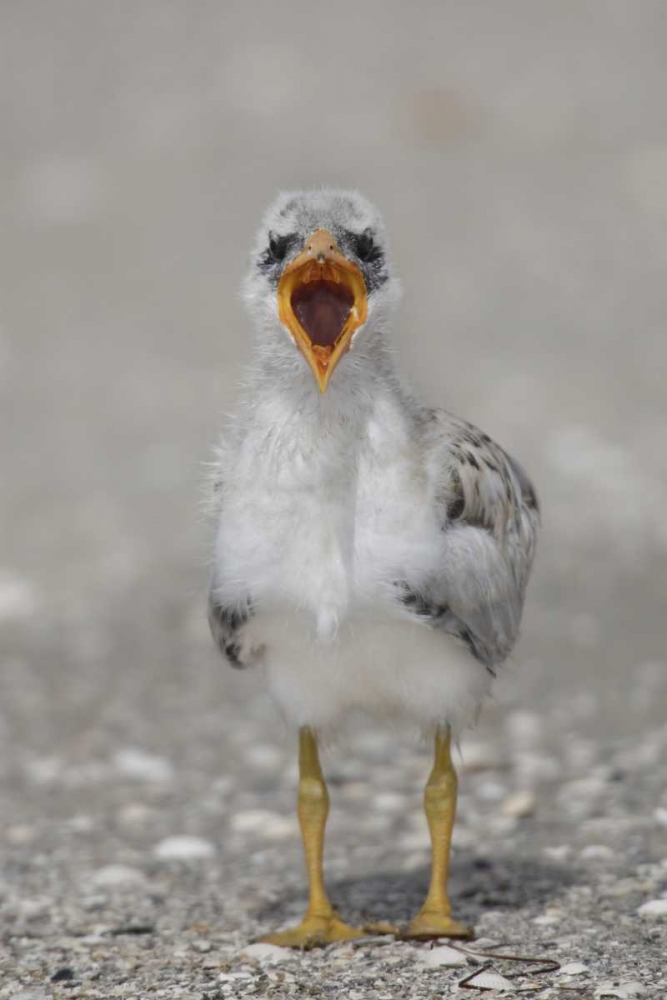 Florida, Tampa Bay Caspian tern chick yawning art print by Arthur Morris for $57.95 CAD