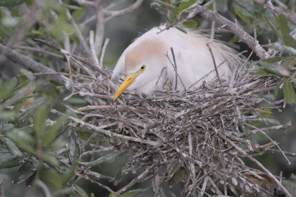 FL Cattle egret on nest art print by Arthur Morris for $57.95 CAD