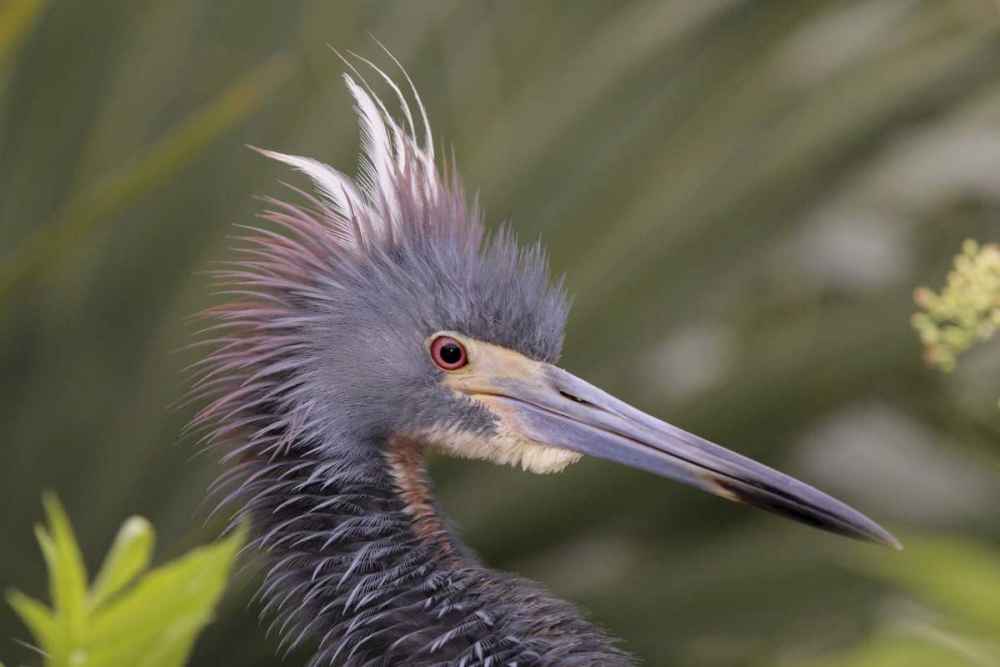 FL Side portrait of tricolored heron head art print by Arthur Morris for $57.95 CAD