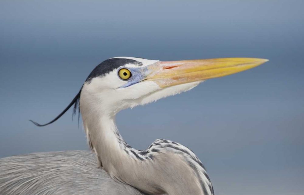 FL, Sanibel Great blue heron in breeding plumage art print by Arthur Morris for $57.95 CAD