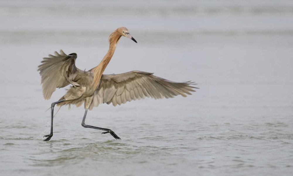 FL, Ft DeSoto Park Reddish egret dancing art print by Arthur Morris for $57.95 CAD