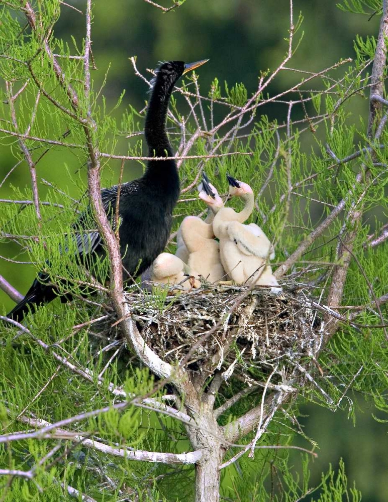USA, Florida Anhinga parent and chicks in nest art print by Joanne Williams for $57.95 CAD