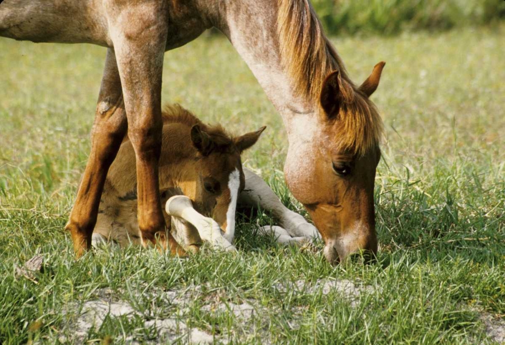 USA, Florida Close-up of mare and foal art print by Joanne Williams for $57.95 CAD