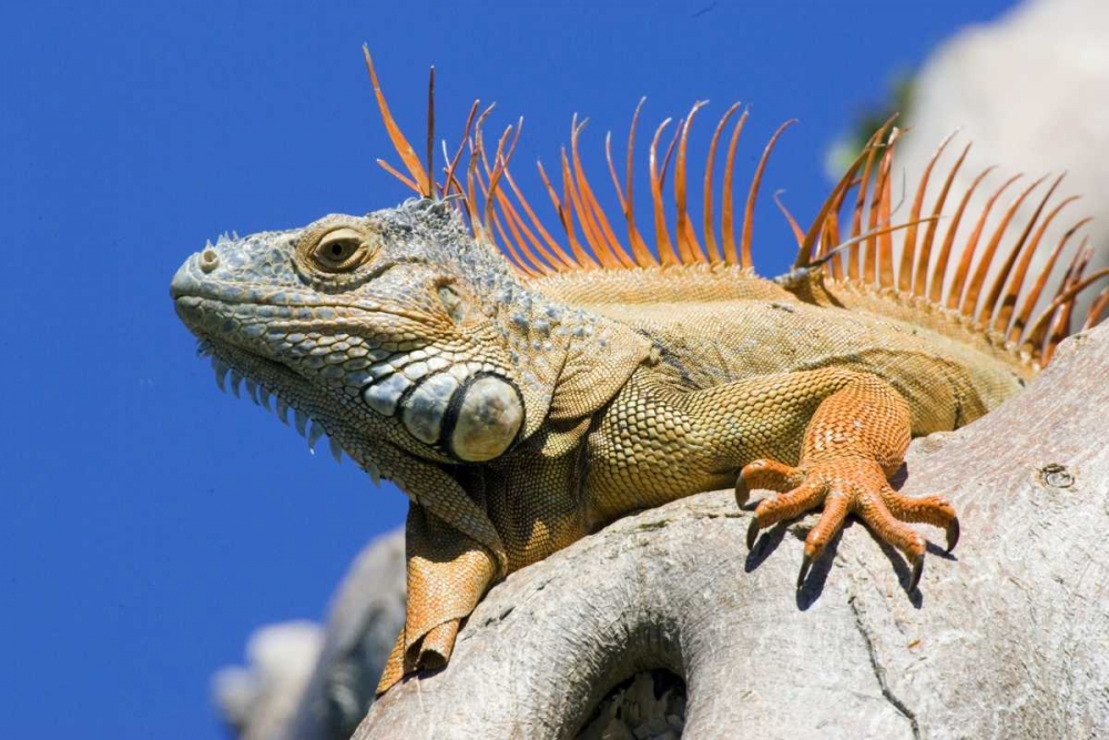 Florida, Lighthouse Point Male iguana on tree art print by Joanne Williams for $57.95 CAD