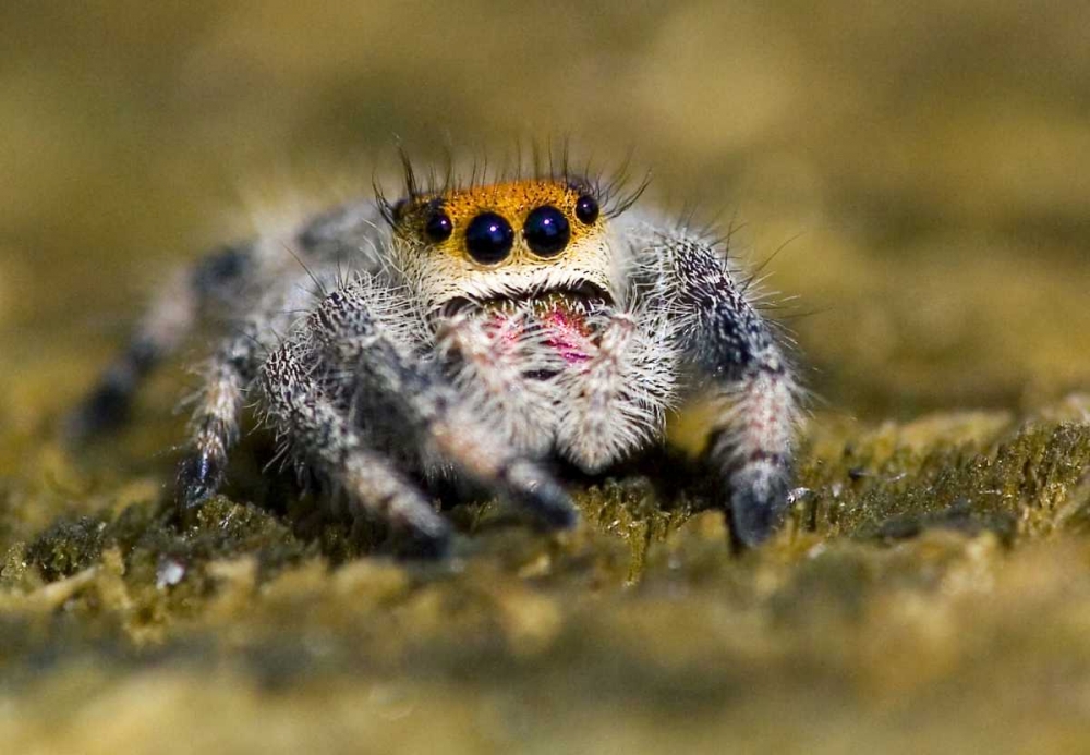 USA, Florida Close-up of jumping spider art print by Joanne Williams for $57.95 CAD