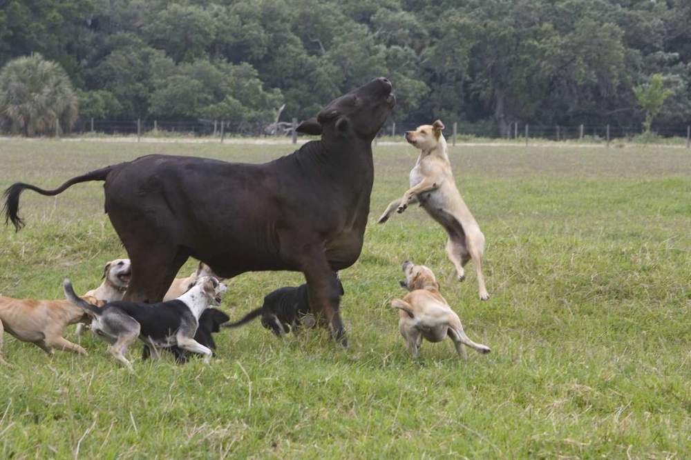 FL, Herding Dogs confronts a stray cow art print by Joanne Williams for $57.95 CAD