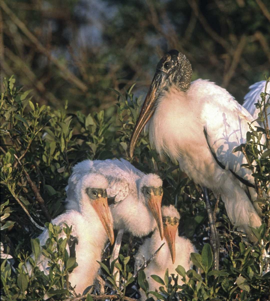 FL, Everglades NP Wood stork and chicks on nest art print by Joanne Williams for $57.95 CAD