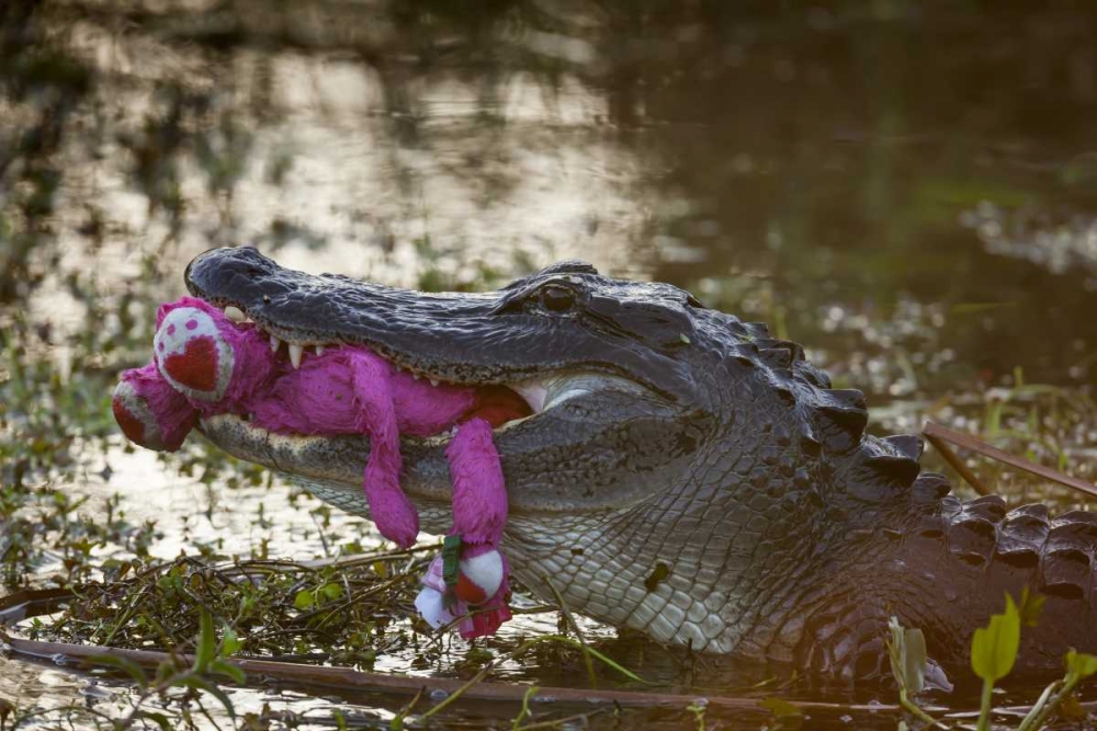 FL, Everglades NP American alligator with a toy art print by Wendy Kaveney for $57.95 CAD