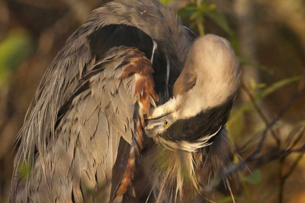 FL, Everglades NP Great blue heron preening art print by Wendy Kaveney for $57.95 CAD