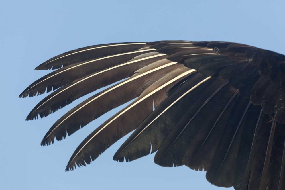 Florida, Everglades NP Anhinga wing feathers art print by Wendy Kaveney for $57.95 CAD