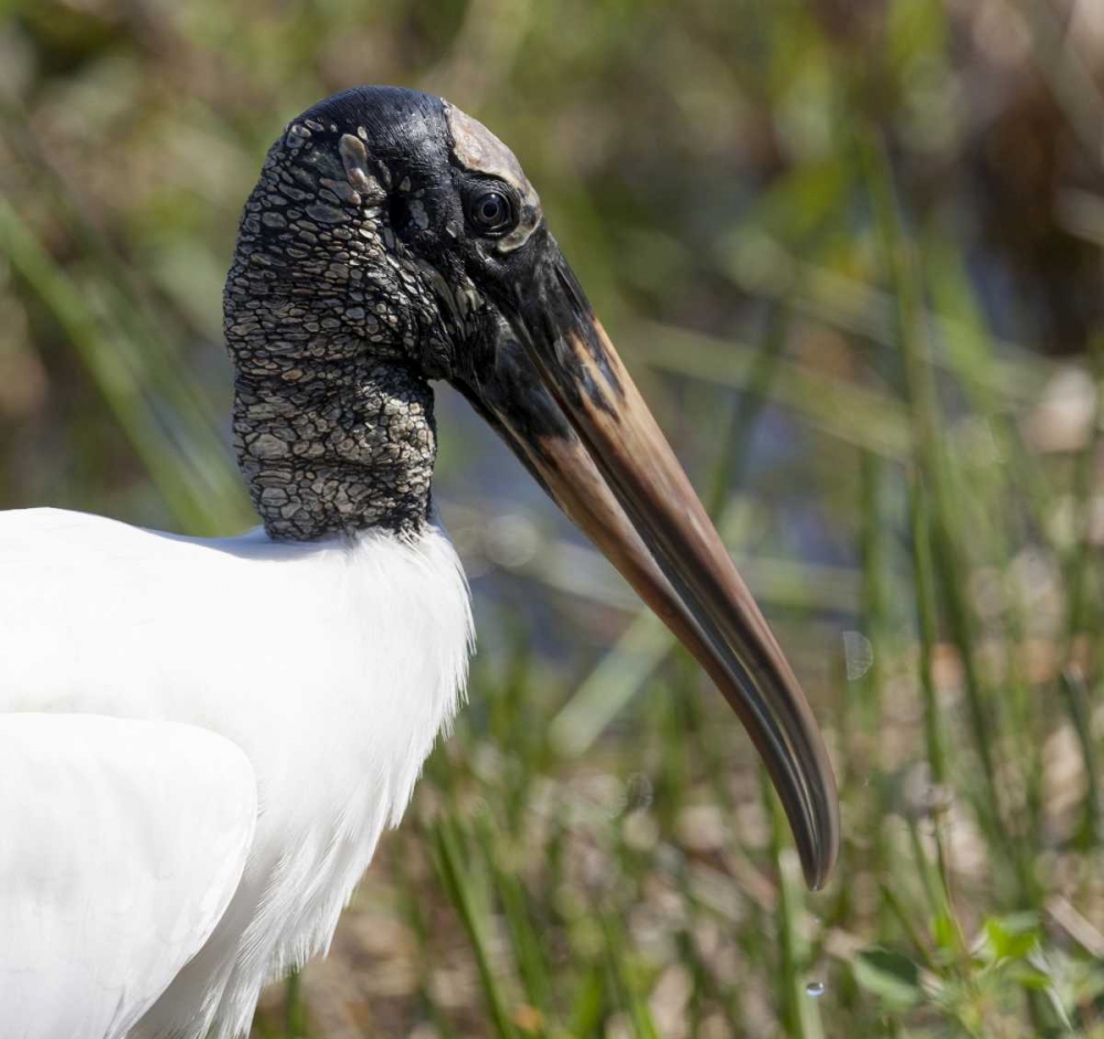 Florida, Everglades NP Endangered wood stork art print by Wendy Kaveney for $57.95 CAD