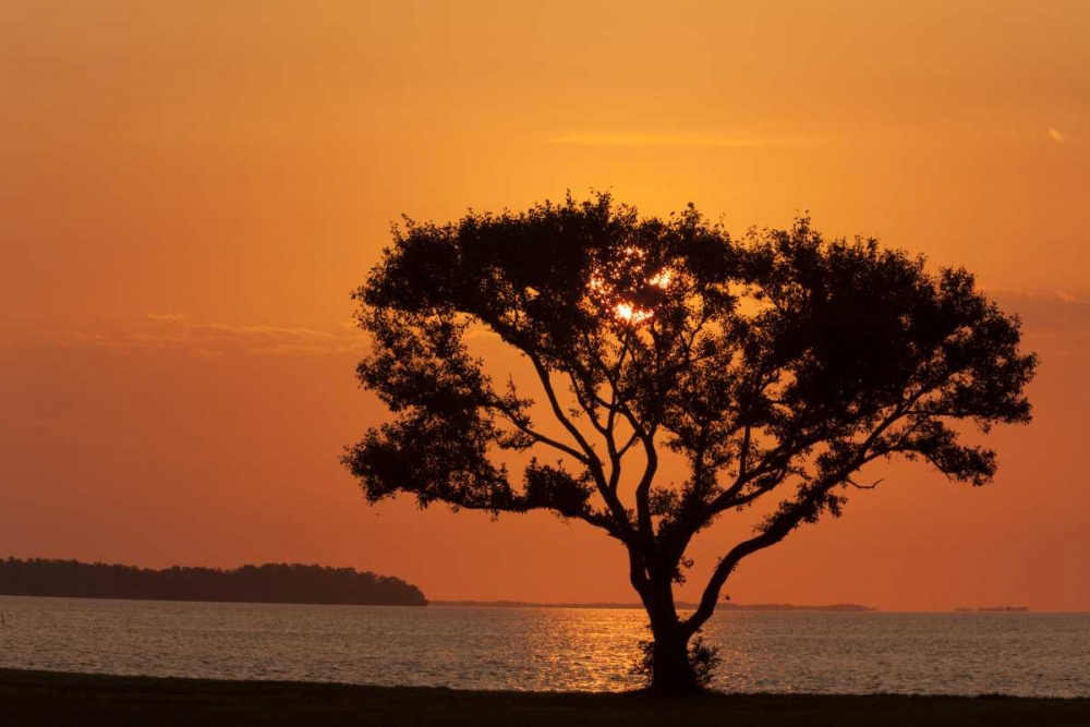 FL, Everglades NP, Tree silhouetted at sunrise art print by Wendy Kaveney for $57.95 CAD