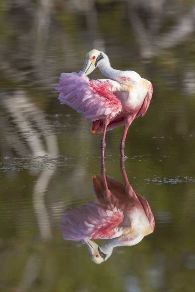 FL, Everglades NP Roseate spoonbill preening art print by Wendy Kaveney for $57.95 CAD