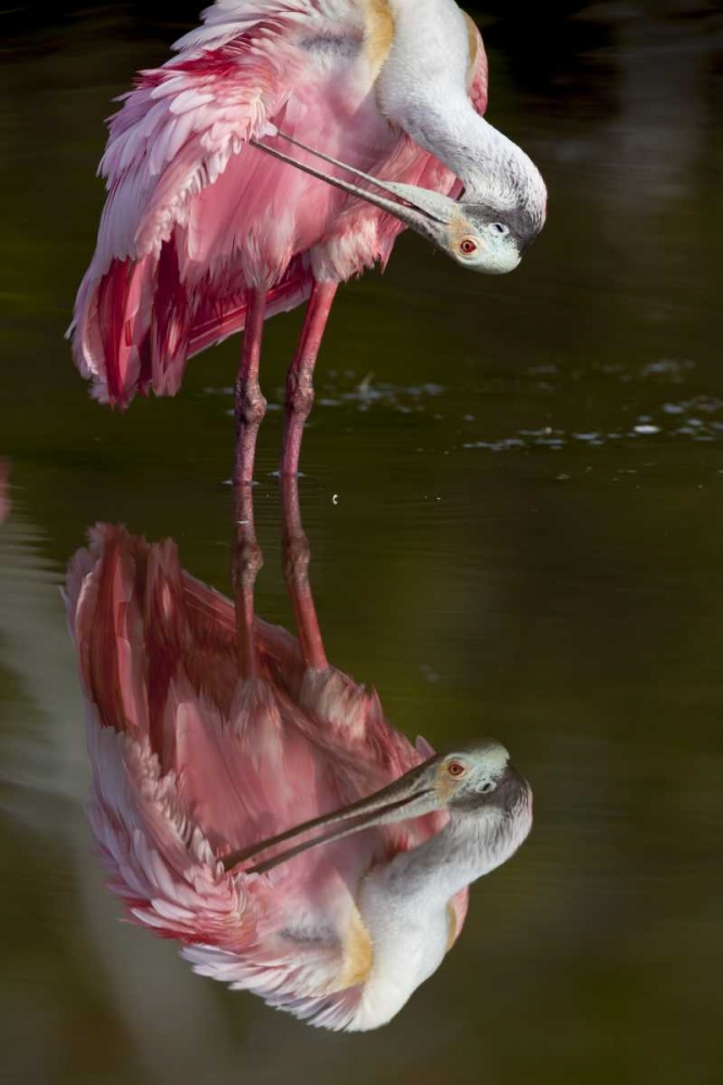 FL, Everglades NP Roseate spoonbill preening art print by Wendy Kaveney for $57.95 CAD
