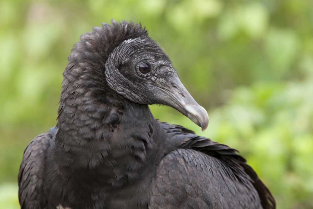 Florida, Everglades NP Black vulture in profile art print by Wendy Kaveney for $57.95 CAD