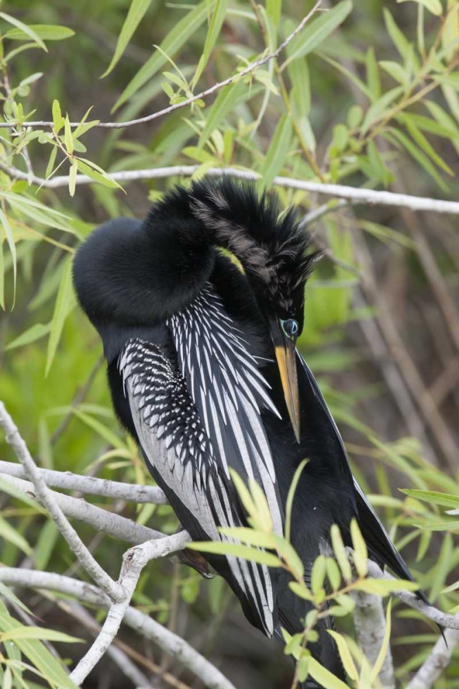 USA, Florida, Everglades NP A preening anhinga art print by Wendy Kaveney for $57.95 CAD