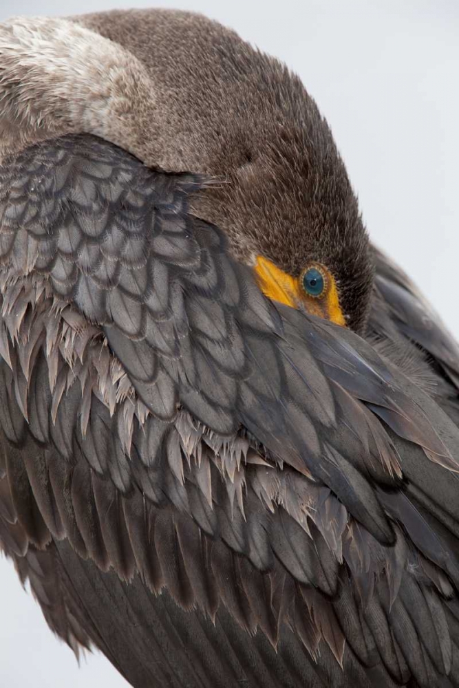 FL, Everglades NP Double-crested cormorant art print by Wendy Kaveney for $57.95 CAD