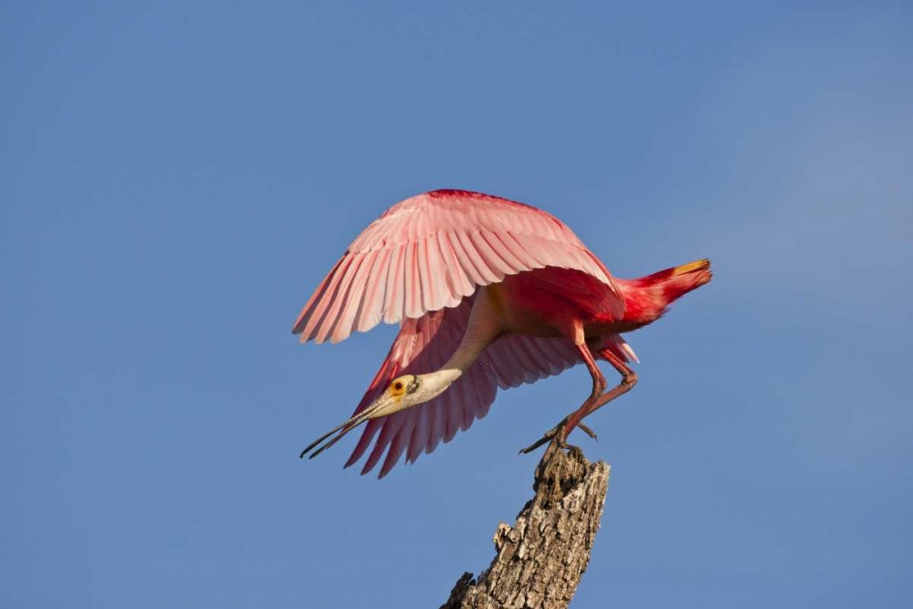 FL, Anastasia Isl Roseate spoonbill taking off art print by Cathy and Gordon Illg for $57.95 CAD