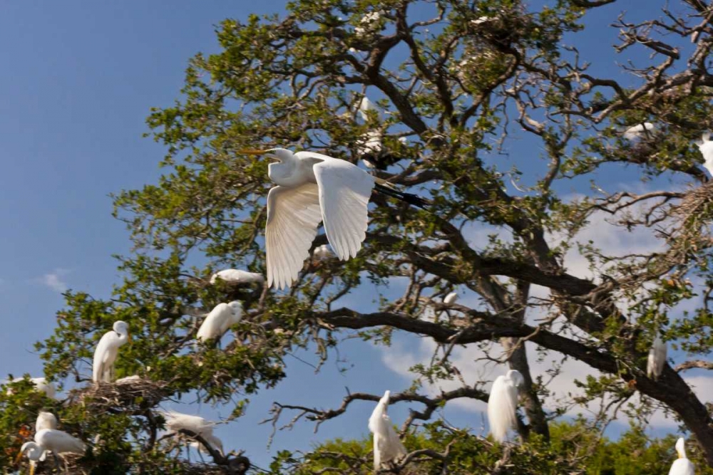 FL, Anastasia Isl Great egret flying by rookery art print by Cathy and Gordon Illg for $57.95 CAD