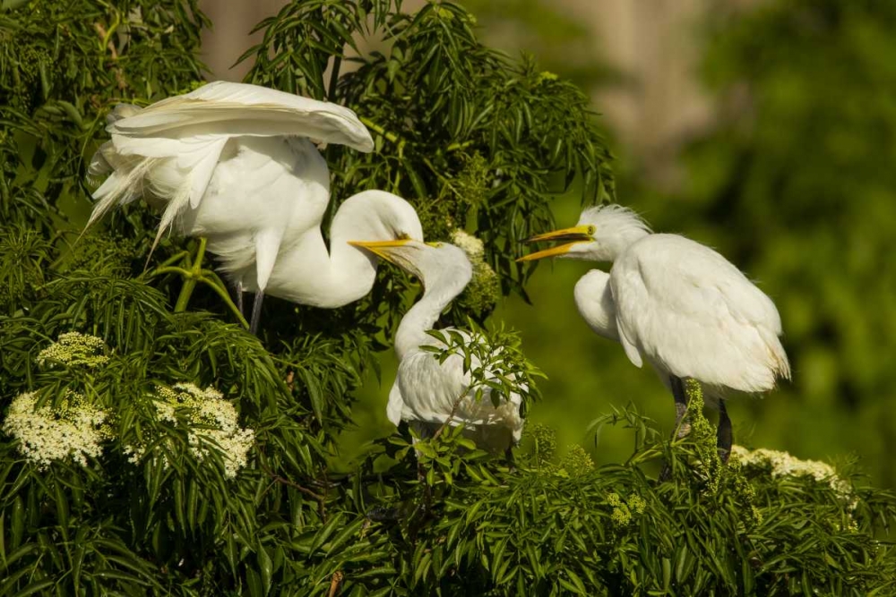 Florida Great egret chicks being fed by parent art print by Cathy and Gordon Illg for $57.95 CAD