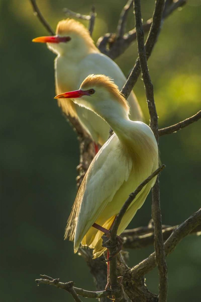 Florida Two cattle egrets in breeding plumage art print by Cathy and Gordon Illg for $57.95 CAD