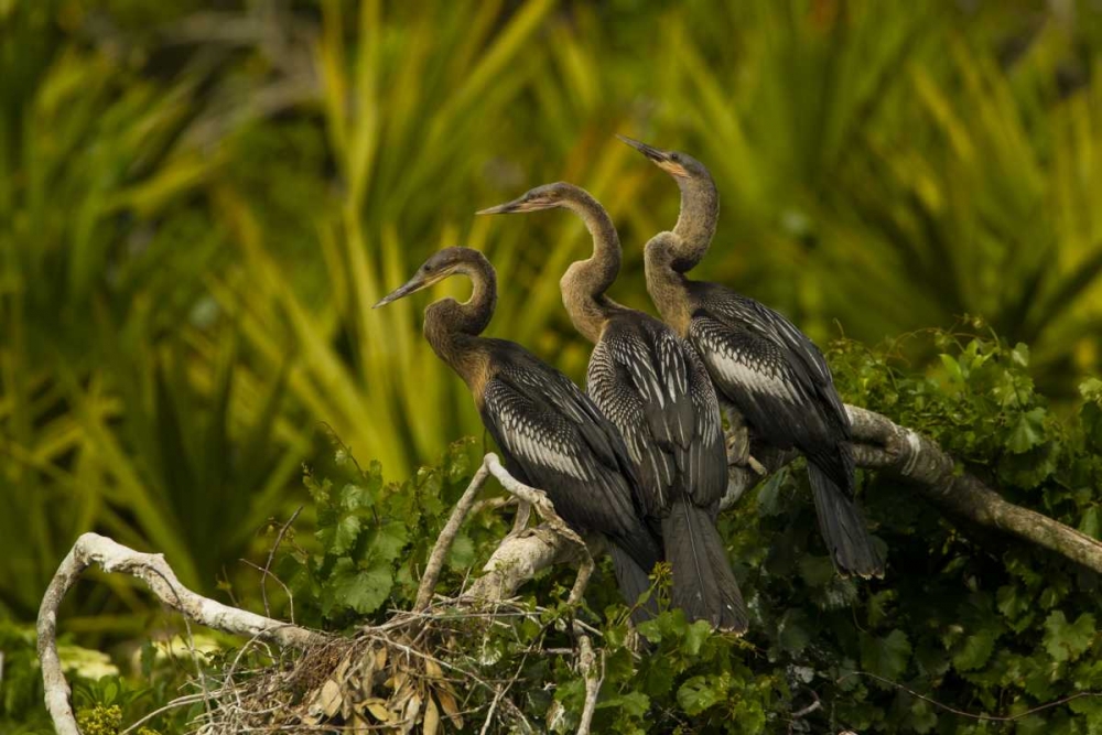 FL, Orange Co Three anhinga chicks on tree limb art print by Cathy and Gordon Illg for $57.95 CAD