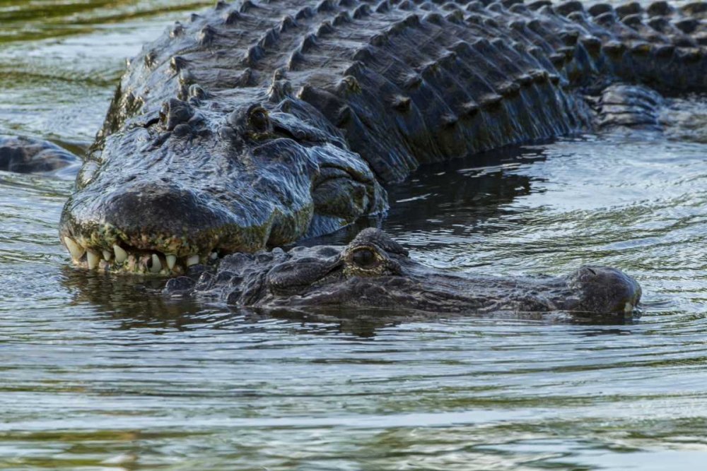 FL, Male alligator displays courtship behavior art print by Cathy and Gordon Illg for $57.95 CAD