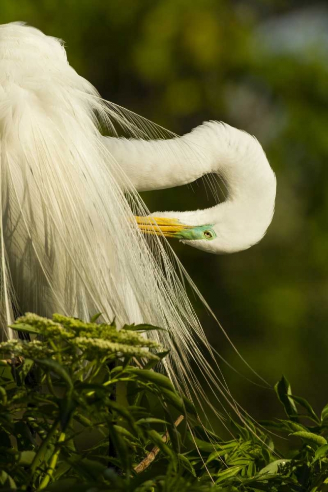 USA, Florida Great egret preening art print by Cathy and Gordon Illg for $57.95 CAD