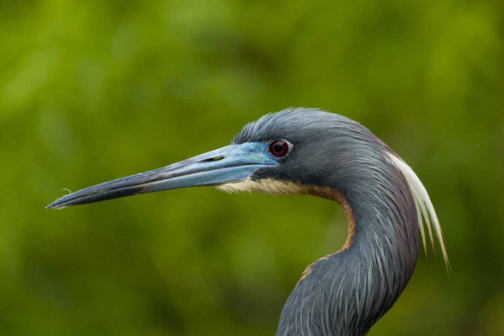 Florida Tri-colored herons head art print by Cathy and Gordon Illg for $57.95 CAD