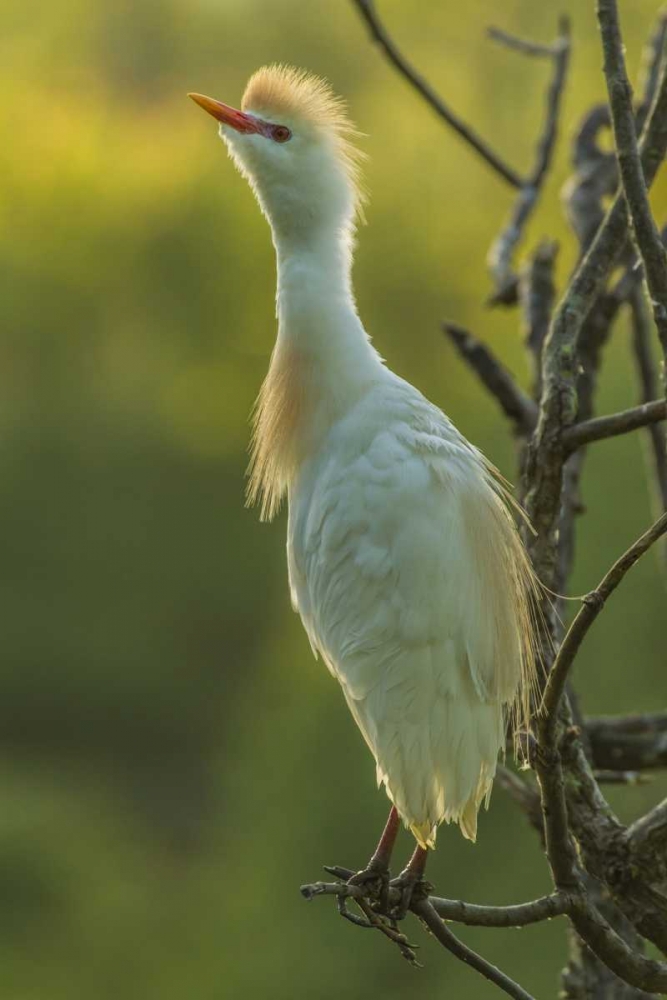 Florida Cattle egret in breeding plumage art print by Cathy and Gordon Illg for $57.95 CAD