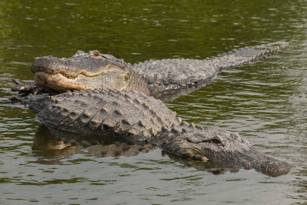 FL, Male alligator displays courtship behavior art print by Cathy and Gordon Illg for $57.95 CAD