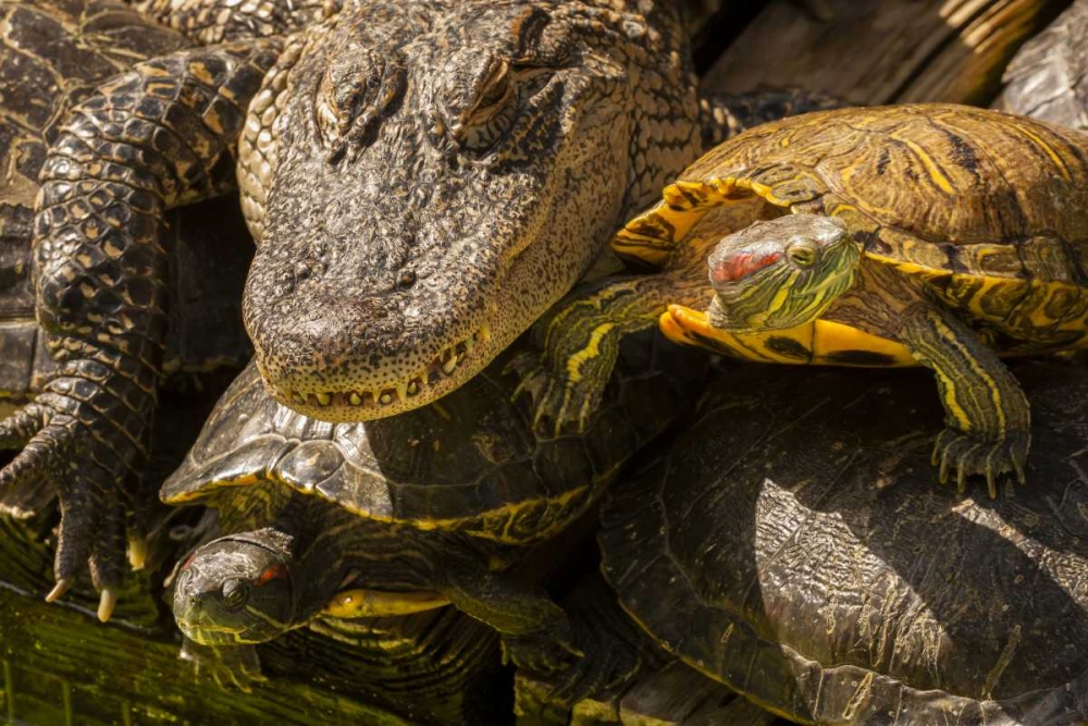 FL, Alligator and red slider turtles basking art print by Cathy and Gordon Illg for $57.95 CAD