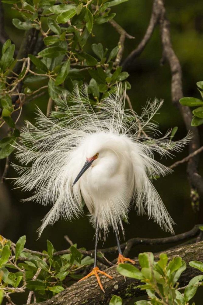 FL, Anastasia Is Snowy egret in breeding plumage art print by Cathy and Gordon Illg for $57.95 CAD